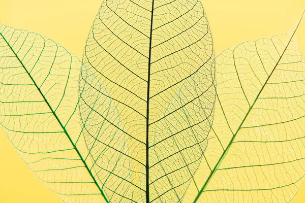 Μακροσκελωμένα φύλλα σε κίτρινο φόντο, φωτογραφημένα σε — Φωτογραφία Αρχείου