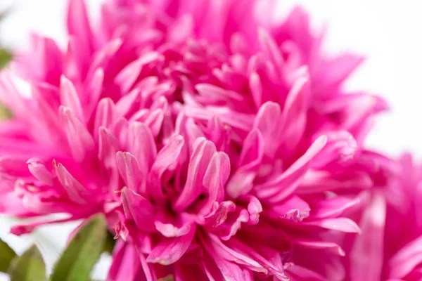 Macro foto de belas flores chamado aster em um backgro branco — Fotografia de Stock