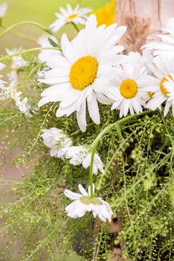 Şenlikli bir bukette büyük, güzel papatyalar.