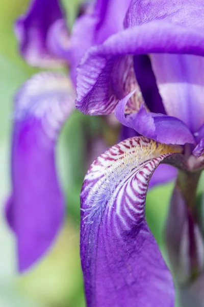 Makrofoto einer lila Irisblume im Sonnenlicht im Sommer auf einem g — Stockfoto