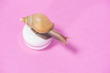 Pembe bir krem beyaz bir kavanoz üzerinde güzel kahverengi Achatina salyangoz