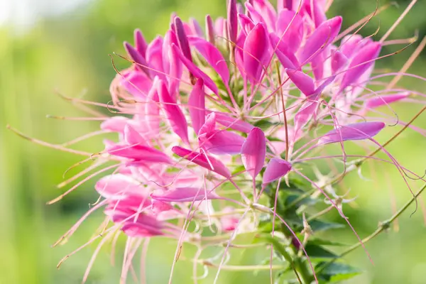 Крупный план красивого цветка под названием Клеом на солнце в сумме — стоковое фото