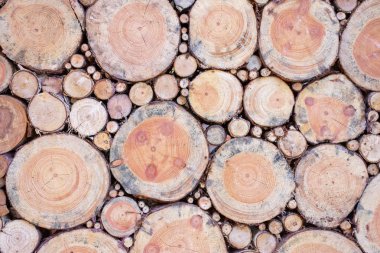 Ağaç kesiminin doğal dokusu. Duvarın orijinal tasarımı.