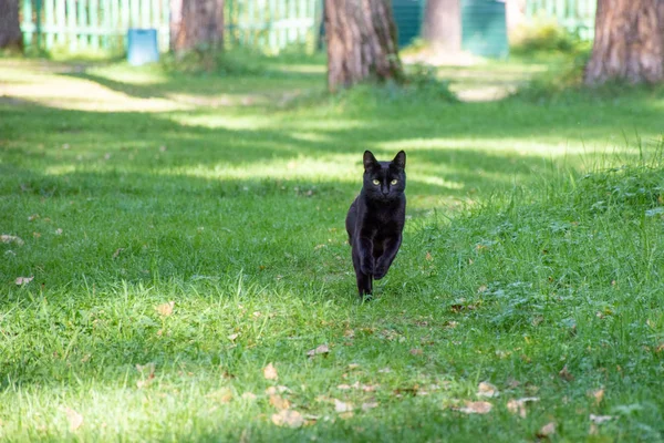 Güzel kedi yazın yeşil çimlerde koşar.