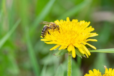 Yazın güzel sarı bir karahindiba çiçeğinden polen toplayan bir arının Macro fotoğrafı.