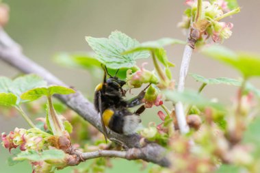 Çizgili yaban arısı üzümlü çalıların pembe çiçeklerinde polen toplar.