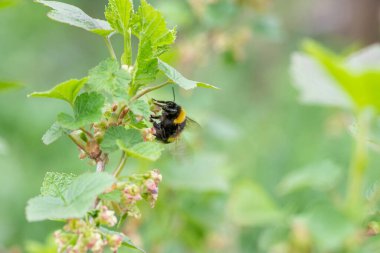 Çizgili yaban arısı üzümlü çalıların pembe çiçeklerinde polen toplar.
