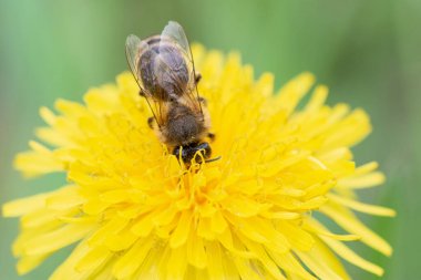 Yazın güzel sarı bir karahindiba çiçeğinden polen toplayan bir arının Macro fotoğrafı.