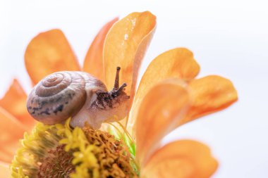 Makro güzel orman kahverengi vahşi salyangoz su yüzeyinde turuncu bir zinnia çiçeği üzerinde sürünüyor.