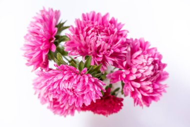 Beyaz arkaplanda seramik sürahi içinde aster denilen pembe ve kırmızı çiçeklerden oluşan güzel bir buket.