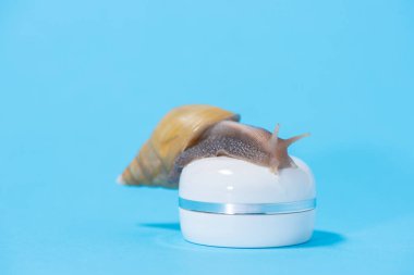 Mavi bir arka plan üzerinde krem beyaz bir kavanoz üzerinde güzel büyük kahverengi Achatina salyangoz