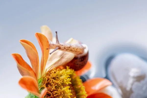 Macro Beautiful Forest Brown Wild Snail Crawling Orange Zinnia Flower — Stock Photo, Image