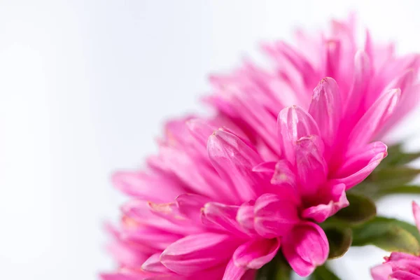 Macro Foto Belas Flores Cor Rosa Chamado Aster Fundo Branco — Fotografia de Stock