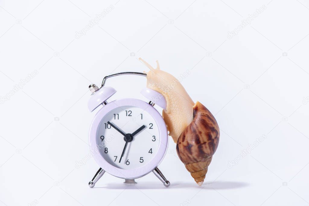 Classic round clock with arrows and a large beautiful snail with a spiral shell on them on a white background. Time concept