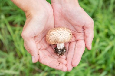 Yazın yeşil çimlerin arka planında taze orman kahverengi yenilebilir mantar şampiyonunu tutan güzel bir el.