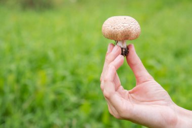 Yazın yeşil çimlerin arka planında taze orman kahverengi yenilebilir mantar şampiyonunu tutan güzel bir el.