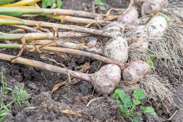 Skördar Färsk Smutsig Lila Och Vit Vitlök Trädgården — Stockfoto