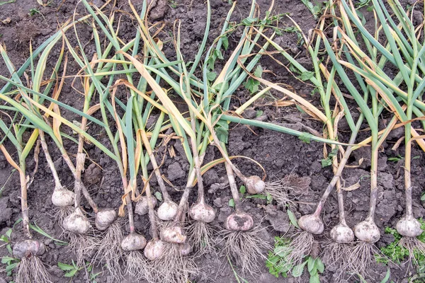 Récolte Ail Frais Pourpre Blanc Sale Dans Jardin — Photo