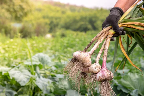 Cosecha Jardinero Sosteniendo Manojo Fresco Sucio Ajo Blanco Púrpura Del —  Fotos de Stock