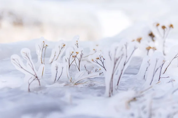 Frozen grass branches close-up view plant covered in ice