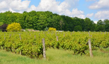Vineyard Güvercin Tepesi, Quebec, Kanada