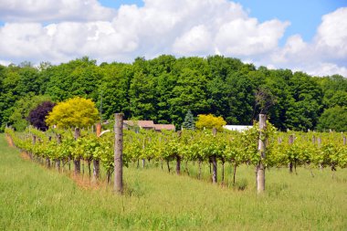 Vineyard Güvercin Tepesi, Quebec, Kanada