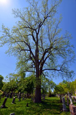 MONTREAL CANADA - 05: 25 2020 Notre-Dame-des-Neiges Mezarlığı 'ndaki bahar ağaçları. Kanada 'daki en büyük mezarlık ve Kuzey Amerika' daki en büyük üçüncü mezarlık.