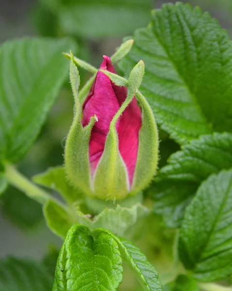 Rosa Acicularis Tüskés Rózsa Sörényes Rózsa Sarkvidéki Rózsa Egy Vadrózsa — Stock Fotó