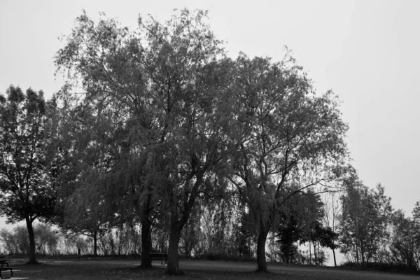 美丽公园的黑白照片 — 图库照片