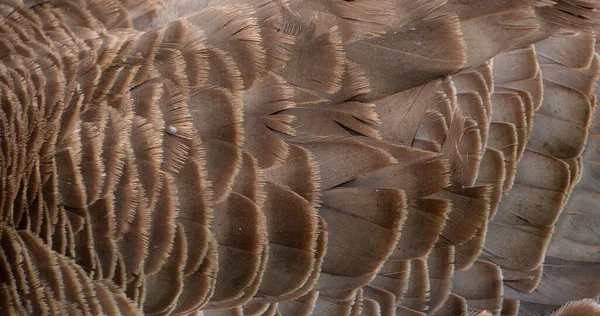 Feather Black Headed Goose Anas Platyrhynchos — Stock Photo, Image