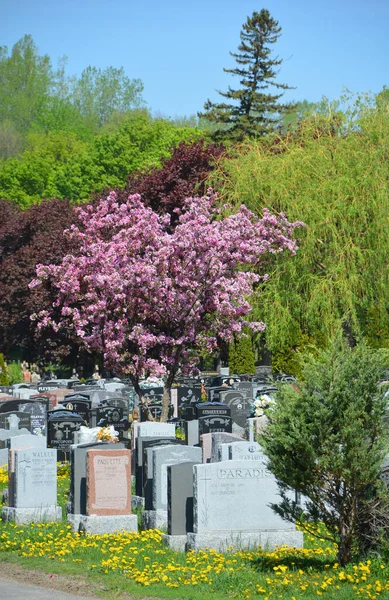 Montreal Quebec Canada 2020 Cementerio Notre Dame Des Neiges Cementerio —  Fotos de Stock