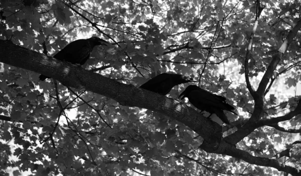 Nel Cimitero Corvi Americani Corvus Brachyrhynchos Una Grande Specie Uccelli — Foto Stock