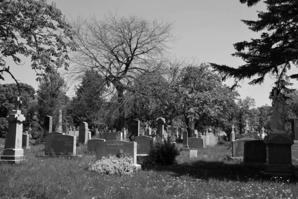 Montreal Canada 2020 Notre Dame Des Neiges Begraafplaats Met Lentebomen — Stockfoto