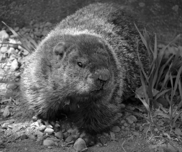 Furry Marmot Ground Park — Stock Photo, Image