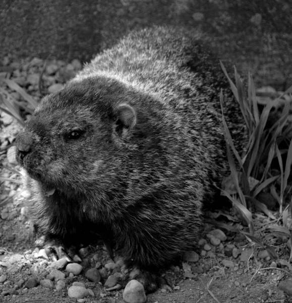 Furry Marmot Ground Park — Stock Photo, Image