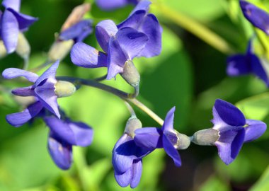 Baptisia australis (yaygın olarak mavi çivit mavisi veya mavi çivit mavisi olarak bilinir), baklagiller (Fabaceae) familyasından bir çicek türü.). 