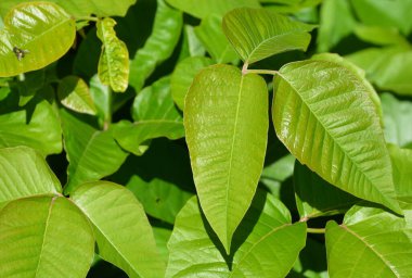 Toksikodendron radyan, Toxicodendron familyasından Asya ve Doğu Amerika 'da yetişen bir bitki türü..