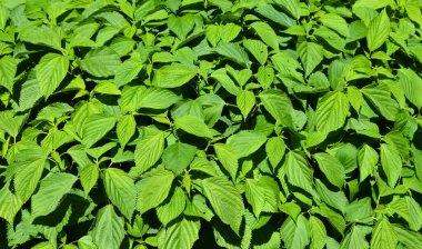 Toksikodendron radyan, Toxicodendron familyasından Asya ve Doğu Amerika 'da yetişen bir bitki türü..