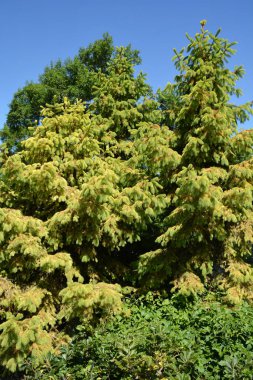 Picea abies, Norveç ladini veya Avrupa ladini, Kuzey, Orta ve Doğu Avrupa 'ya özgü bir ladin türüdür.