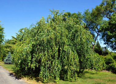 Yaz bahçesi manzarası, Montreal, Quebec, Kanada