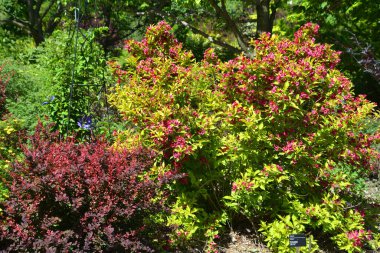 Yaz bahçesi manzarası, Montreal, Quebec, Kanada 