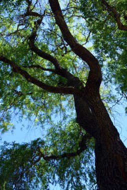 Quebec Kanada 'da bahar mevsiminde dipten gelen ağaç 