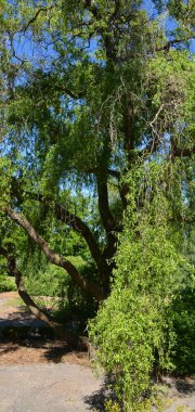 Söğütler ya da salkımlar ve salyangozlar, Kuzey Yarımküre 'nin soğuk ve ılıman bölgelerinde öncelikle nemli topraklarda bulunan yaklaşık 400 yaprak döken ağaç ve çalıdan oluşan tükürük cinsini oluştururlar..
