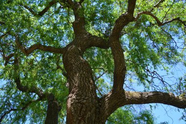 Söğütler ya da salkımlar ve salyangozlar, Kuzey Yarımküre 'nin soğuk ve ılıman bölgelerinde öncelikle nemli topraklarda bulunan yaklaşık 400 yaprak döken ağaç ve çalıdan oluşan tükürük cinsini oluştururlar..