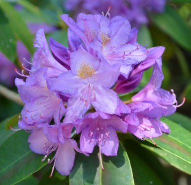 Rhododendron, Asya 'da ve ayrıca Kuzey Amerika' daki Appalachian Dağları 'nın dağları boyunca yaygın olarak bulunan ağaçlık bir bitki cinsidir..