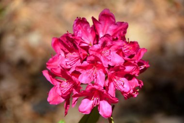 Rhododendron, Asya 'da ve ayrıca Kuzey Amerika' daki Appalachian Dağları 'nın dağları boyunca yaygın olarak bulunan ağaçlık bir bitki cinsidir..