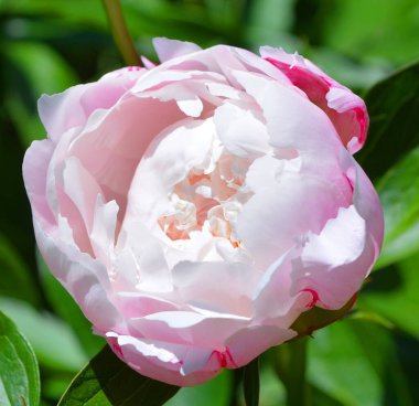 Bahçe parkındaki şakayık   