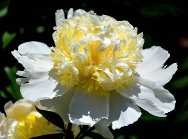 Bahçe parkındaki şakayık  