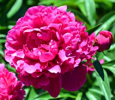 Bahçe parkındaki şakayık  