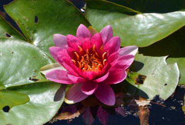 Nilüfer çiçeği. Nymphaeaceae çiçekli bir bitki ailesidir. Bu ailenin fertlerine genelde nilüferler denir.